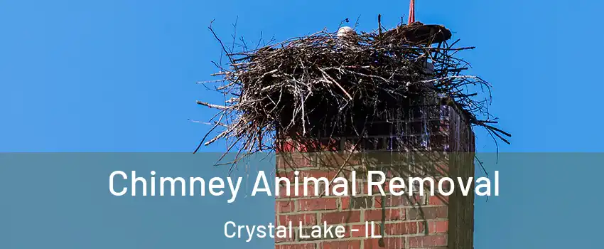 Chimney Animal Removal Crystal Lake - IL